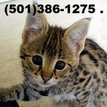 Beautiful Savannah and Serval Kittens! Image eClassifieds4U