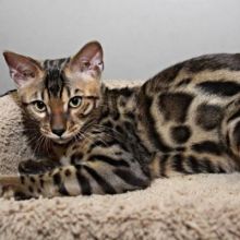 Beautiful Savannah and Serval Kittens! Image eClassifieds4U