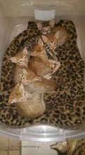 F1 Savannah cats for saleSavannah F3 Female 4 months Image eClassifieds4u 3