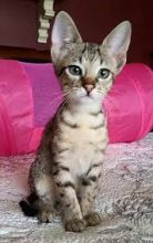 F1 Savannah cats for saleSavannah F3 Female 4 months Image eClassifieds4u 2