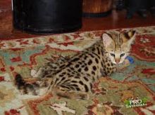 F2 and F3 Savannah Kittens Due Any day. Image eClassifieds4U