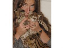 F2 Savannah female kitten l Image eClassifieds4u 1