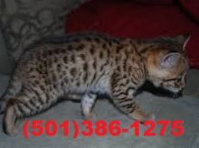 F2 SBT sabana gatito TICA registrado. Image eClassifieds4U