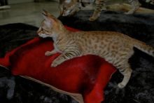 F2 SBT sabana gatito TICA registrado. Image eClassifieds4U