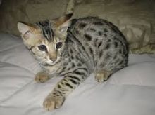 F3 Female Savannah Kittens Available for sale Now Image eClassifieds4U