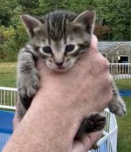 F3 SBT Savannah kittens Image eClassifieds4u 1