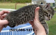 F3 SBT Savannah kittens Image eClassifieds4u 2