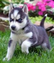 Here are two siberian husky puppies remaining for adoption Image eClassifieds4u 1