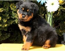 Lovely pure breed Rottweiler puppies. (414 400 9984) Image eClassifieds4U