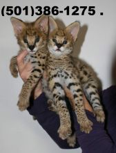 Savannah Kitten for sale Image eClassifieds4U