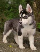 siberian husky For Adoption To Any Pet Loving Home Image eClassifieds4U