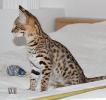 Stunning golden brown spotted Male and Female savannah Cats.(404) 947-3957 Image eClassifieds4U
