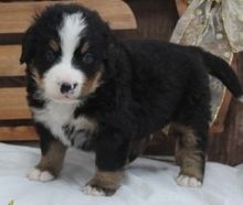 Super Adorable Bernese Mountain Puppies - (614) 398 0887 Image eClassifieds4U