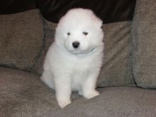 Two Top Class Samoyed Puppies Available (614) 398 0887 Image eClassifieds4U