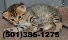 Well Socialized F1 and F2 Savannah Kittens Available Image eClassifieds4u 1