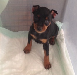 Miniature Pinscher Puppies Males & Females - (peterknomer2012@gmail.com) (614 398 0887) Image eClassifieds4u