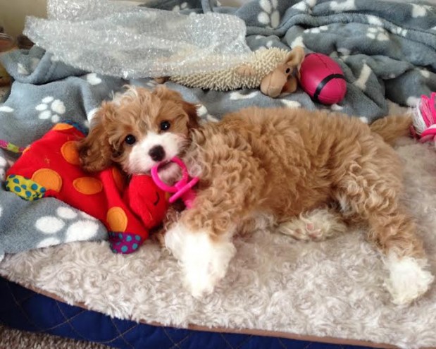 Quality Cavapoo Puppies Puppies - (peterknomer2012@gmail.com) (614 398 0887) Image eClassifieds4u