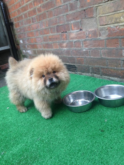 Quality Tiny Beautiful Chow Chow Puppies (peterknomer2012@gmail.com) (614 398 0887) Image eClassifieds4u