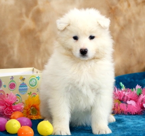 Samoyed Husky Image eClassifieds4u