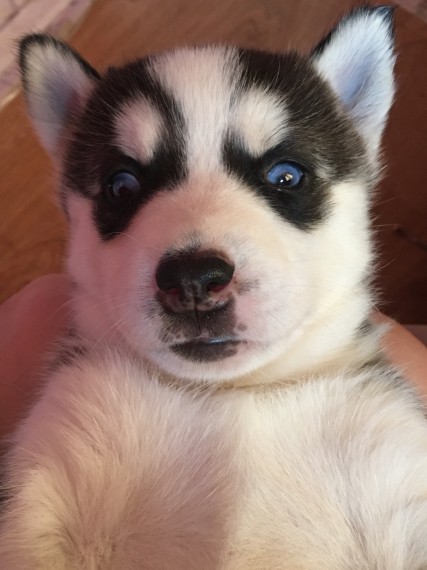 siberian-husky Puppies (peterknomer2012@gmail.com) (614 398 0887) Image eClassifieds4u