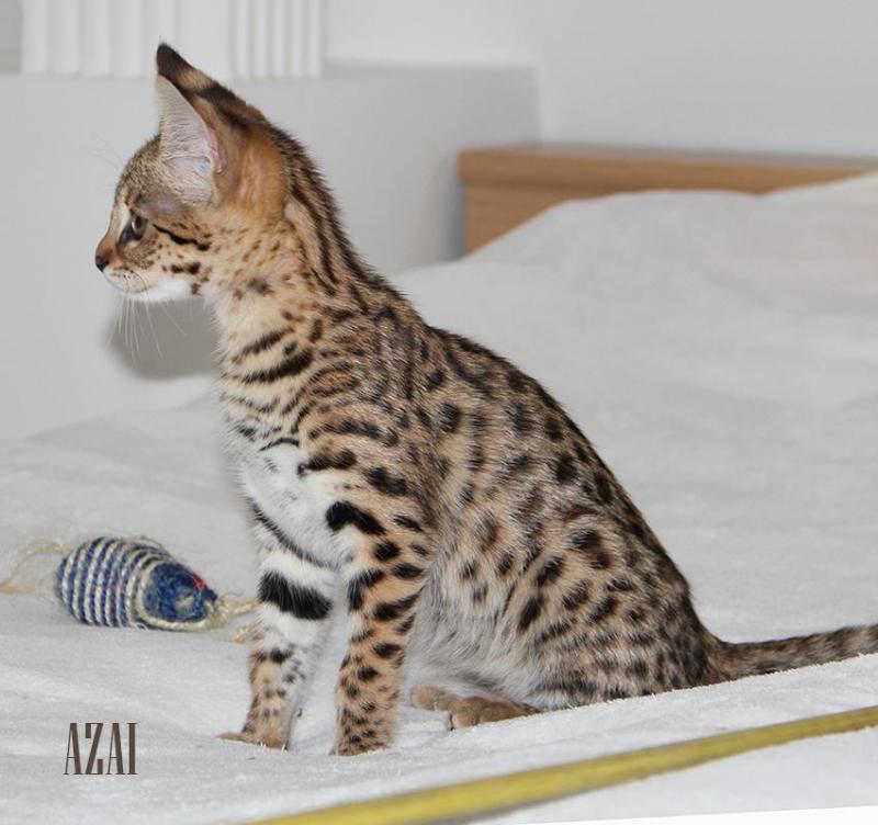 Stunning golden brown spotted Male and Female savannah Cats.(404) 947-3957 Image eClassifieds4u