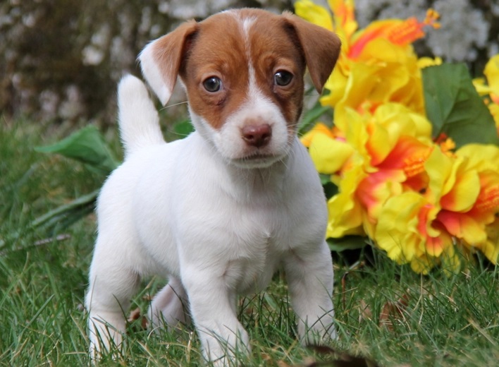 Stunning Tiny jack re Puppies Ready Now... (peterknomer2012@gmail.com) (614 398 0887) Image eClassifieds4u