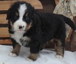 Super Adorable Bernese Mountain Puppies - (614) 398 0887 Image eClassifieds4u