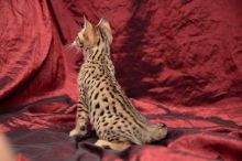 Awesome male F2 savannah cat needs a home!- (404) 947-3957