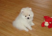 Adorable Pedigree Pomeranian Puppies