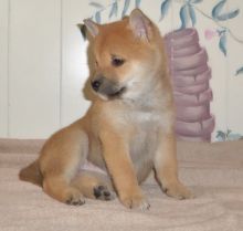 Bay Shiba Inu Puppies . if interested text 410..929..0069 Email: SERGERENALDO@GMAIL.COM