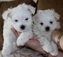 Beautiful Maltese Puppies, 1 Boy & 1 Girl
