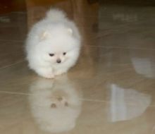 Beautiful Pomeranian puppies Available