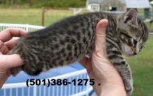 Beautiful Savannah Kittens! TICA registration,