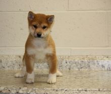 Brave Shiba Inu Puppies . if interested text 410..929..0069 Email: SERGERENALDO@GMAIL.COM