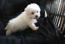Caring Bichon Frise Puppies . if interested text 410..929..0069 Email: SERGERENALDO@GMAIL.COM