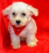 Clean Bichon Frise Puppies . if interested text 410..929..0069 Email: SERGERENALDO@GMAIL.COM