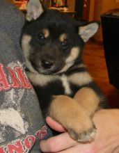 Companion Shiba Inu Puppies . if interested text 410..929..0069 Email: SERGERENALDO@GMAIL.COM