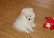 Cute Teacup Size Pomeranian Puppies