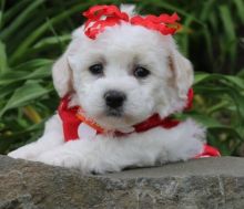 Cutie Bichon Frise Puppies . if interested text 410..929..0069 Email: SERGERENALDO@GMAIL.COM