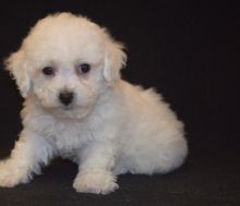 Darling Bichon Frise Puppies . if interested text 410..929..0069 Email: SERGERENALDO@GMAIL.COM