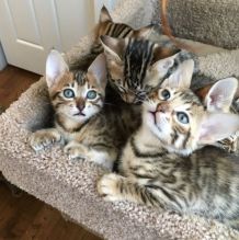 Exotic Savannah kittens available for sale