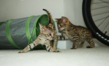 Funny F2 savannahl Kittens for Adoption - (404) 947-3957