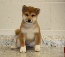 Good Looking Shiba Inu Puppies . if interested text 410..929..0069 Email: SERGERENALDO@GMAIL.COM