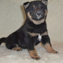 Kitchener Shiba Inu Puppies . if interested text 410..929..0069 Email: SERGERENALDO@GMAIL.COM