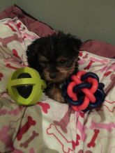 Male and female registered Yorkshire Terrier puppies
