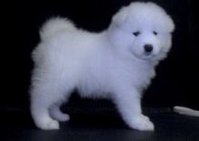 MALE AND FEMALE SAMOYED PUPPIES