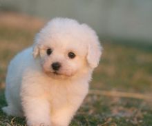Most Dazzling Bichon Frise Male and Female Ready Now to go .. if interested pls text 410..929..0069