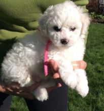 Nice Bichon Frise Puppies . if interested text 410..929..0069 Email: SERGERENALDO@GMAIL.COM