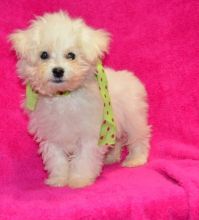 Playful Bichon Frise Puppies . if interested text 410..929..0069 Email: SERGERENALDO@GMAIL.COM