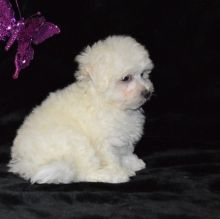 Potty Trained Bichon Frise Puppies. if interested text 410..929..0069 Email: SERGERENALDO@GMAIL.COM